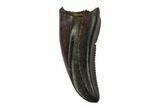Theropod (Baby Tyrannosaur?) Tooth - Judith River Formation #144893-1